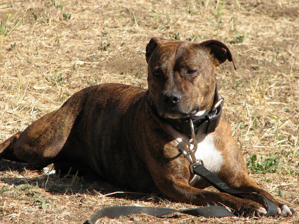 kis angol terrier eladó